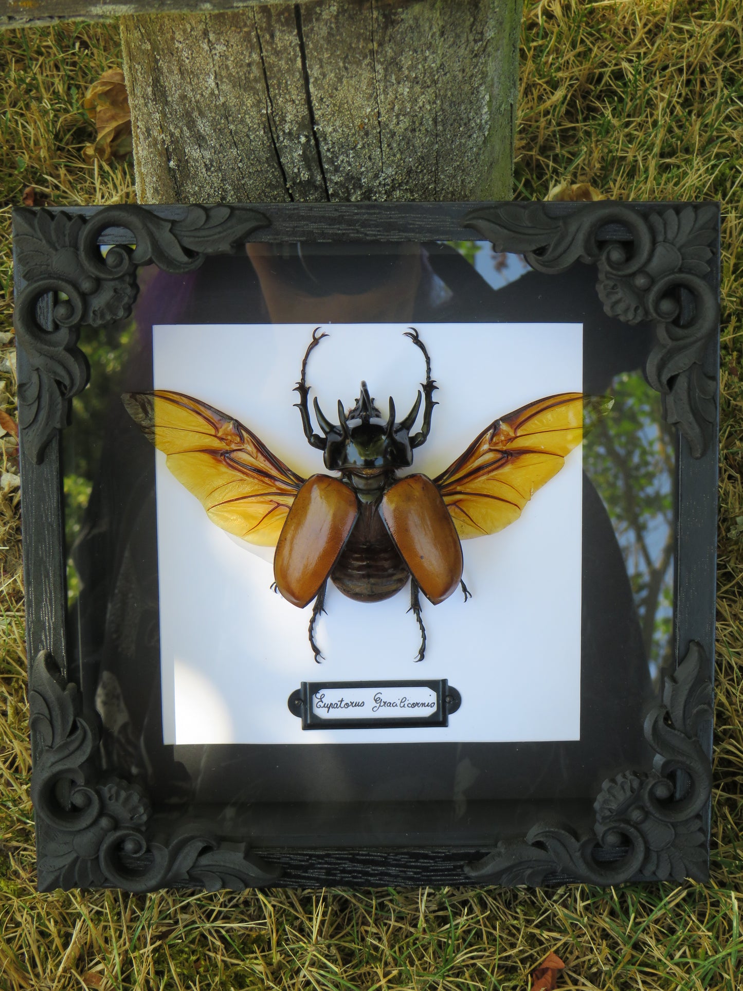 Eupatorus gracilicornis