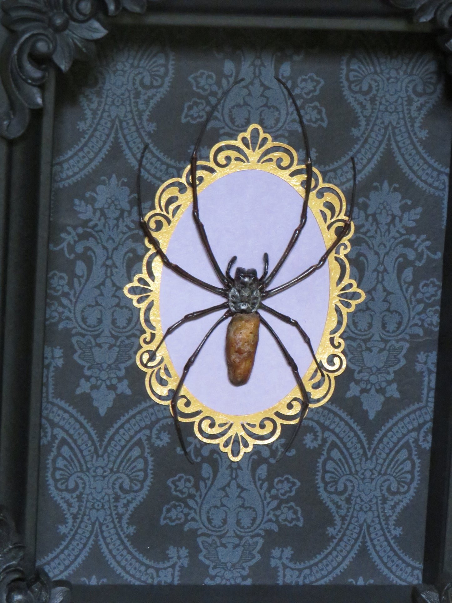 Araignée Nephila