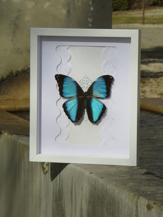 Morpho deidamia