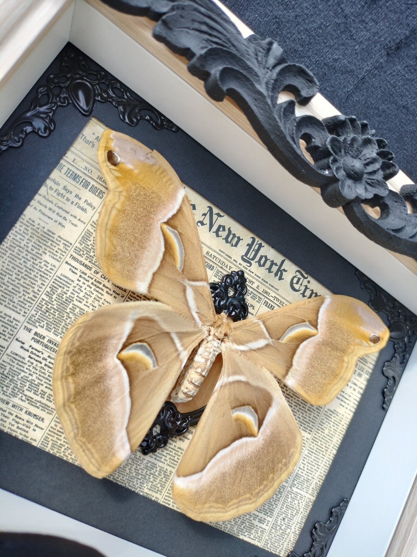 Bombyx de l'ailante