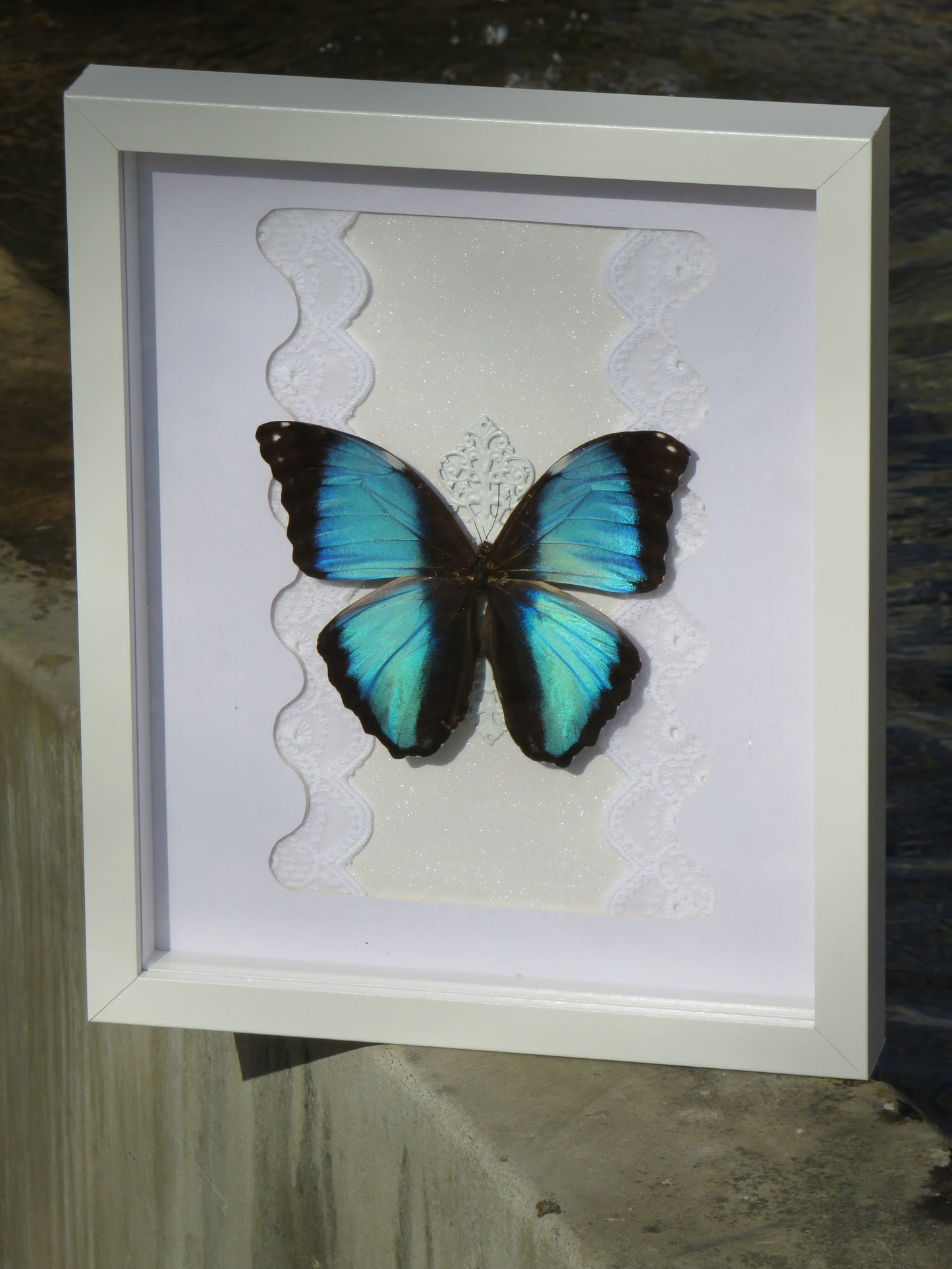 Morpho deidamia