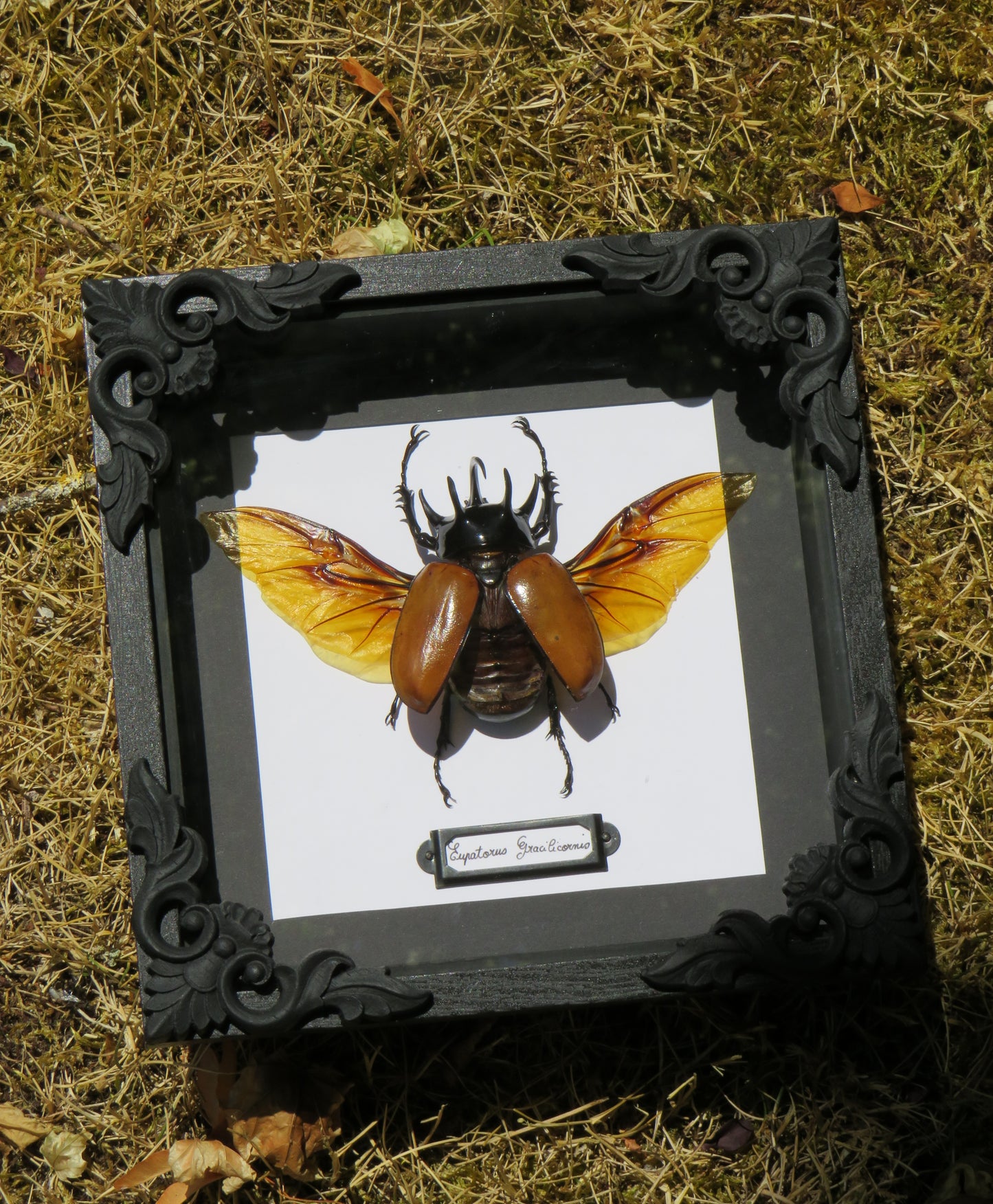 Eupatorus gracilicornis