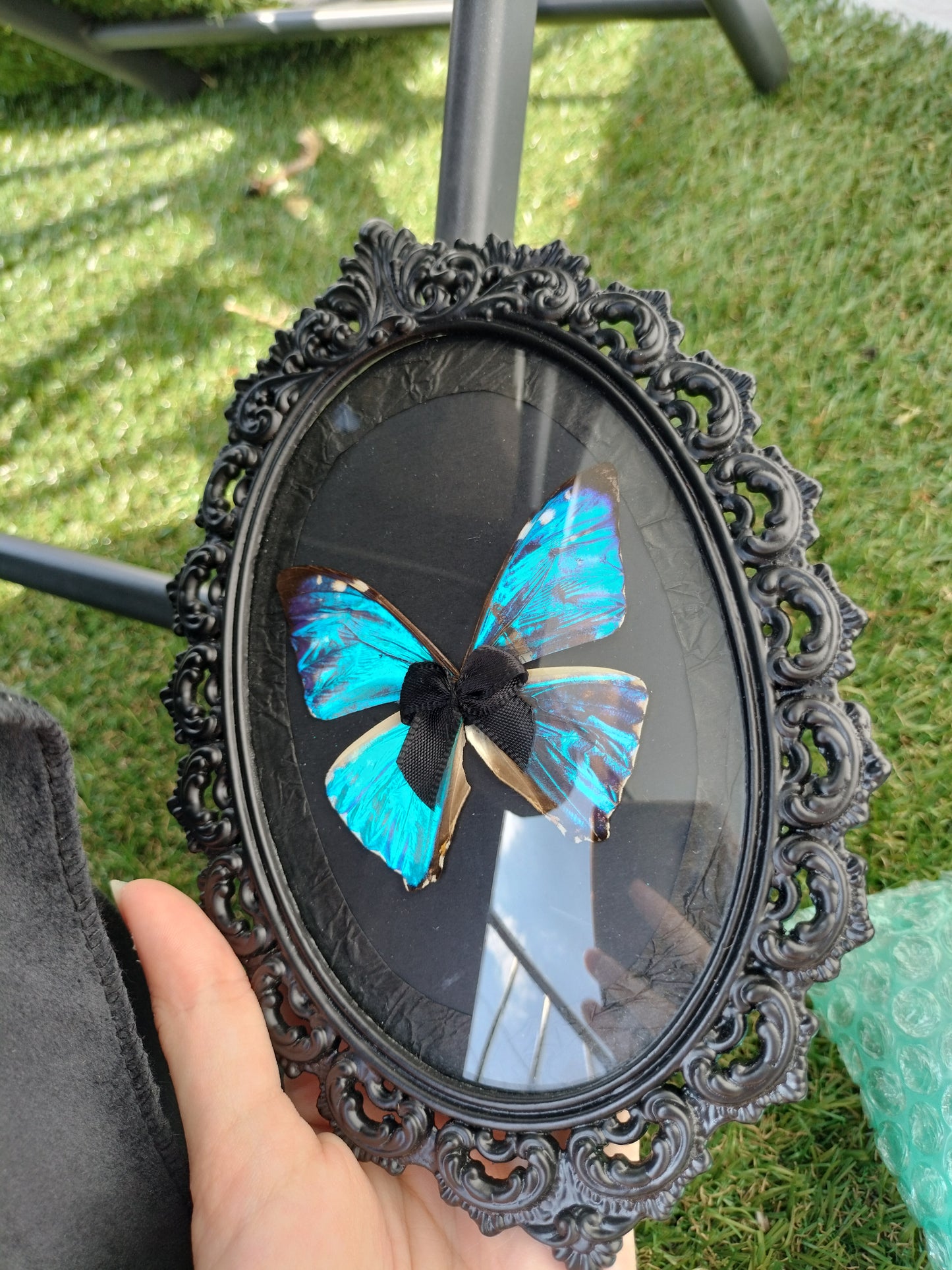 Morpho Zephyritis