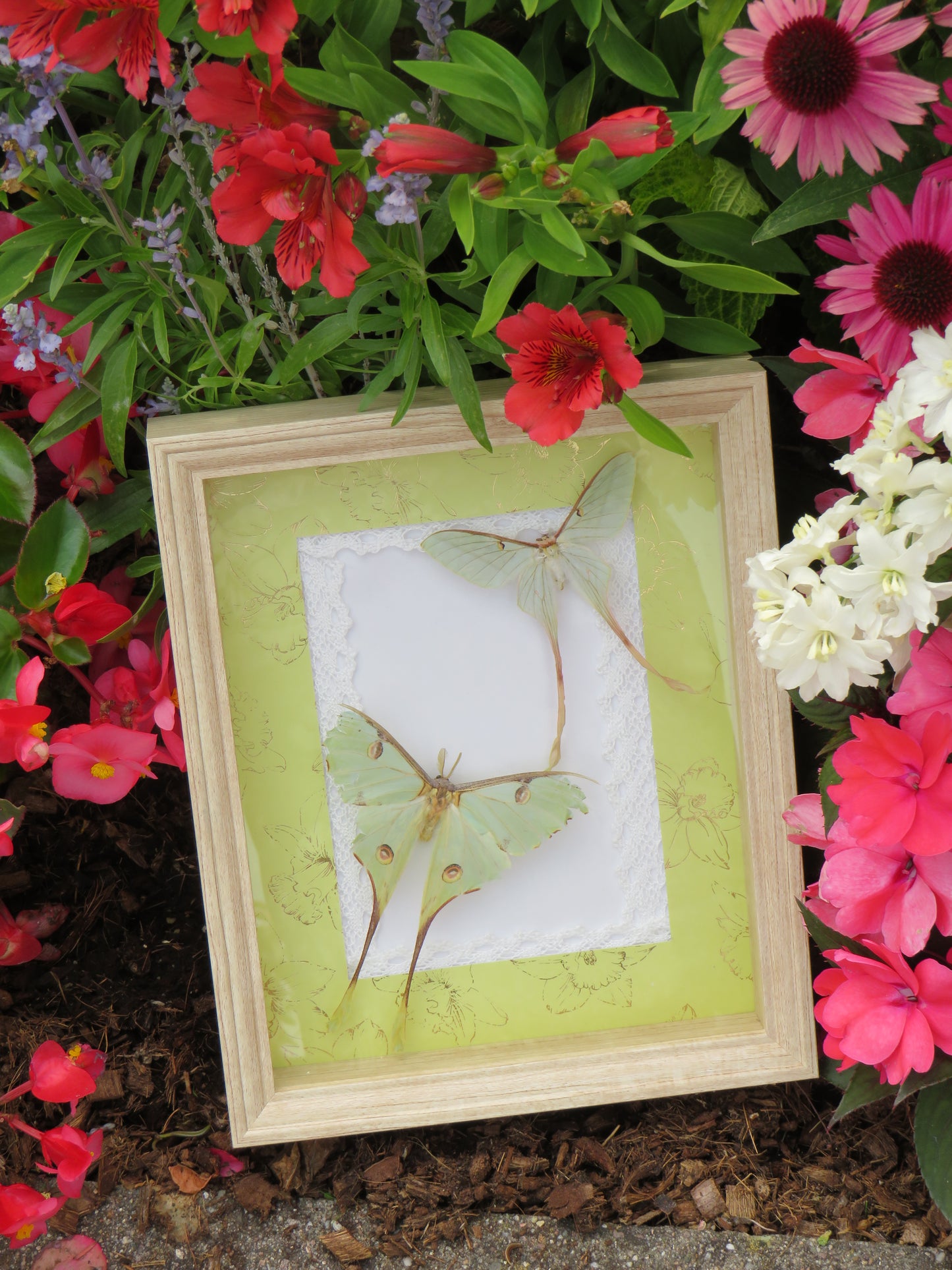 Papillons argema et actias