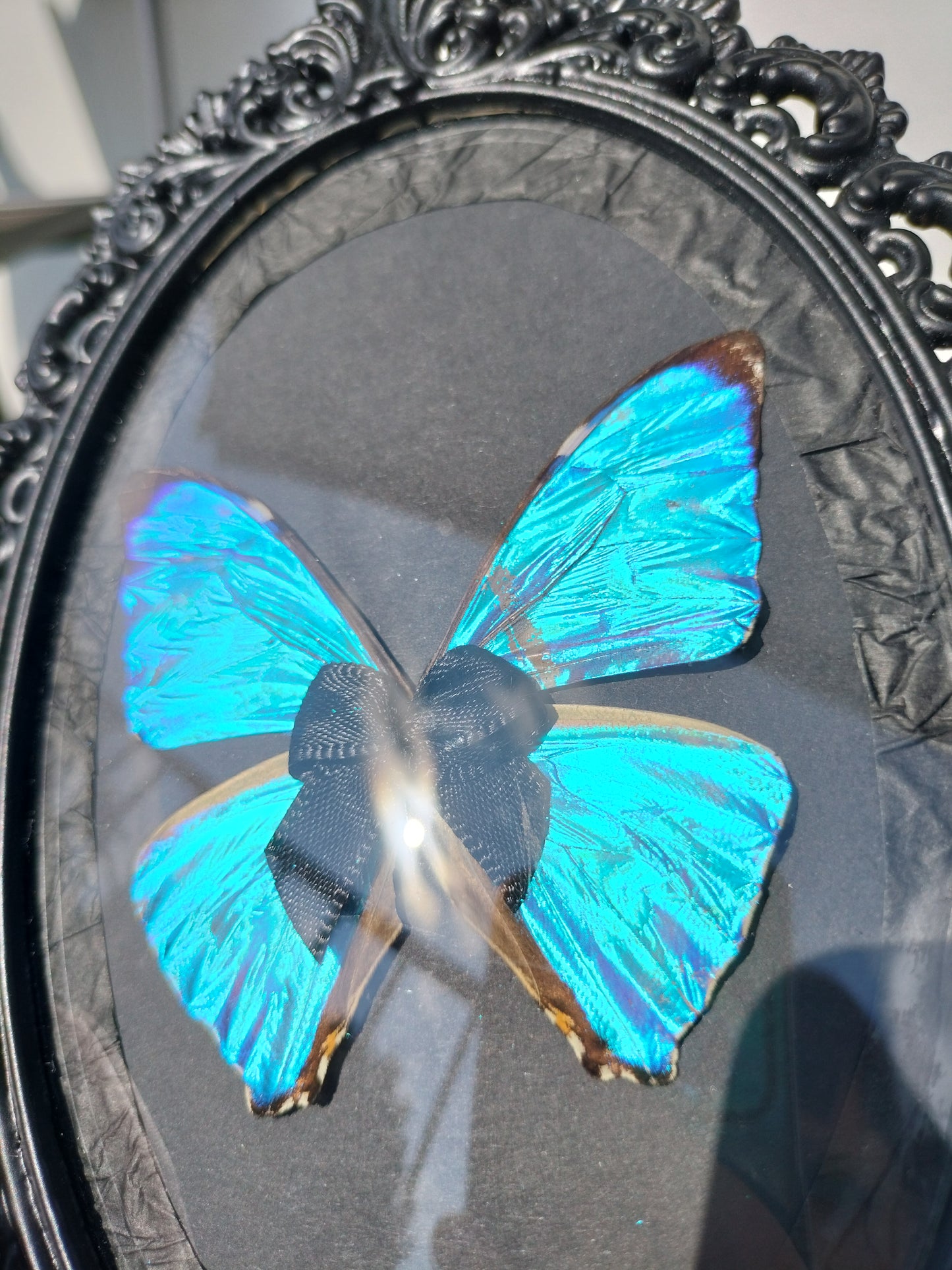 Morpho Zephyritis