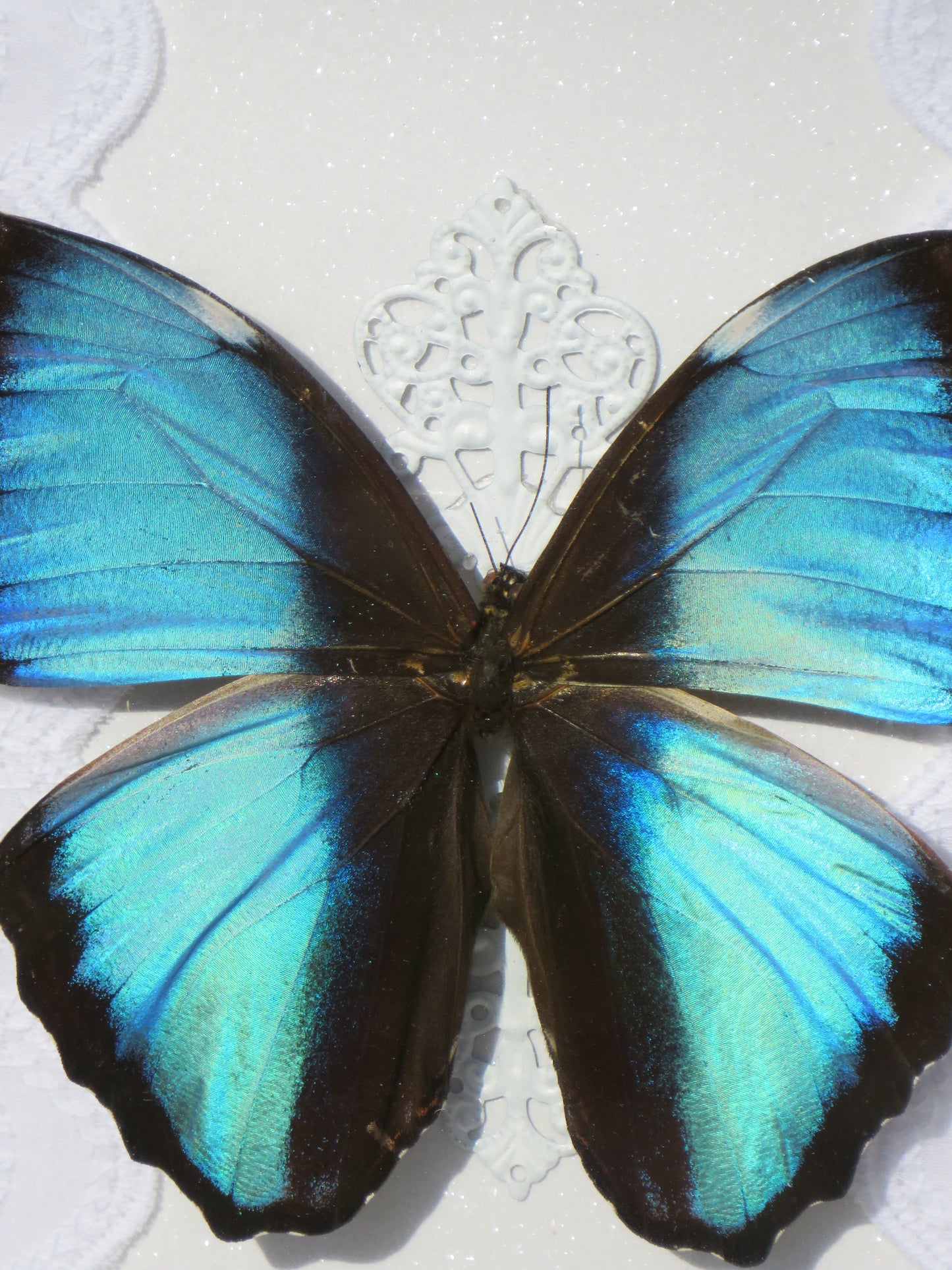 Morpho deidamia