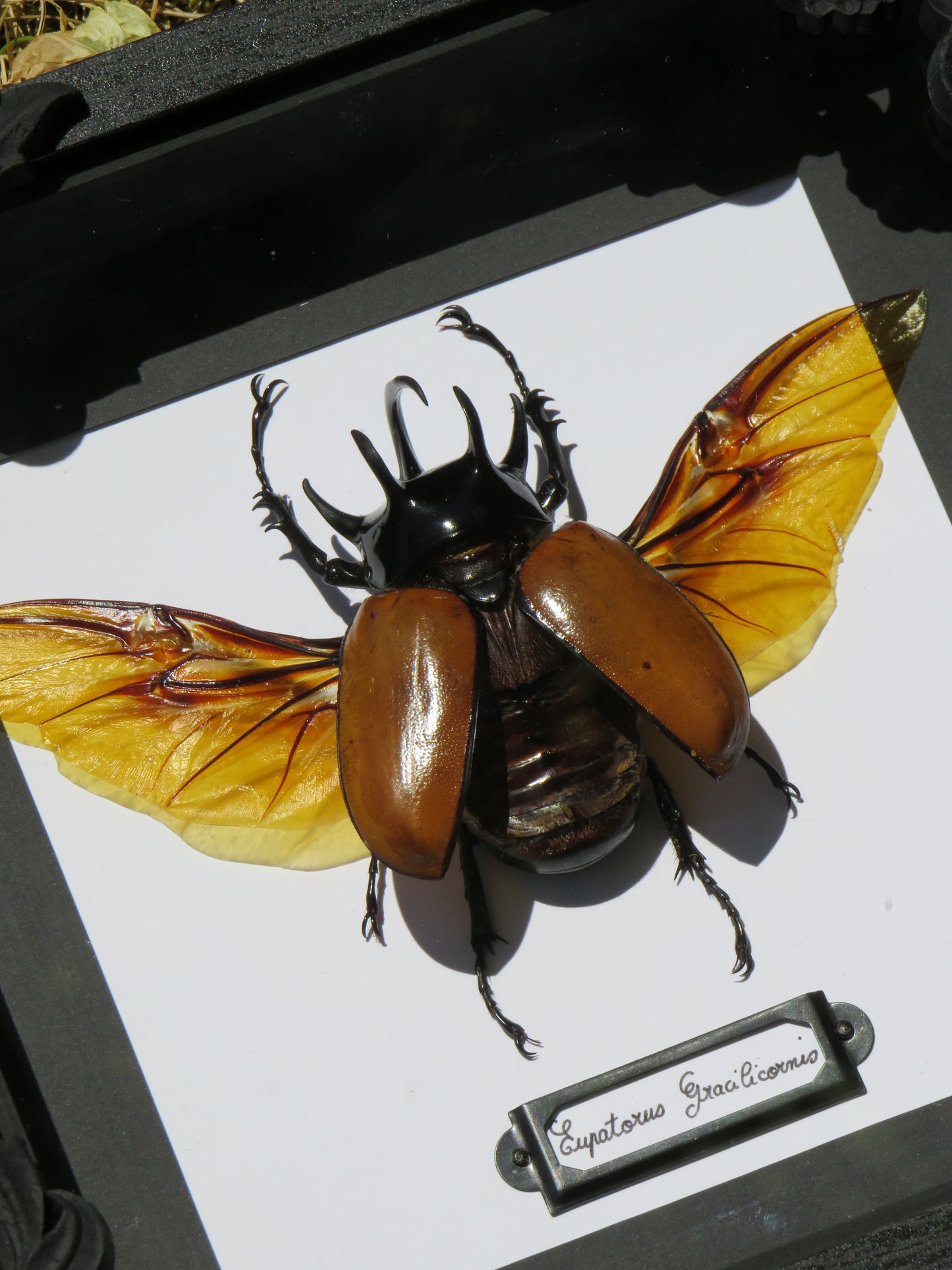 Eupatorus gracilicornis