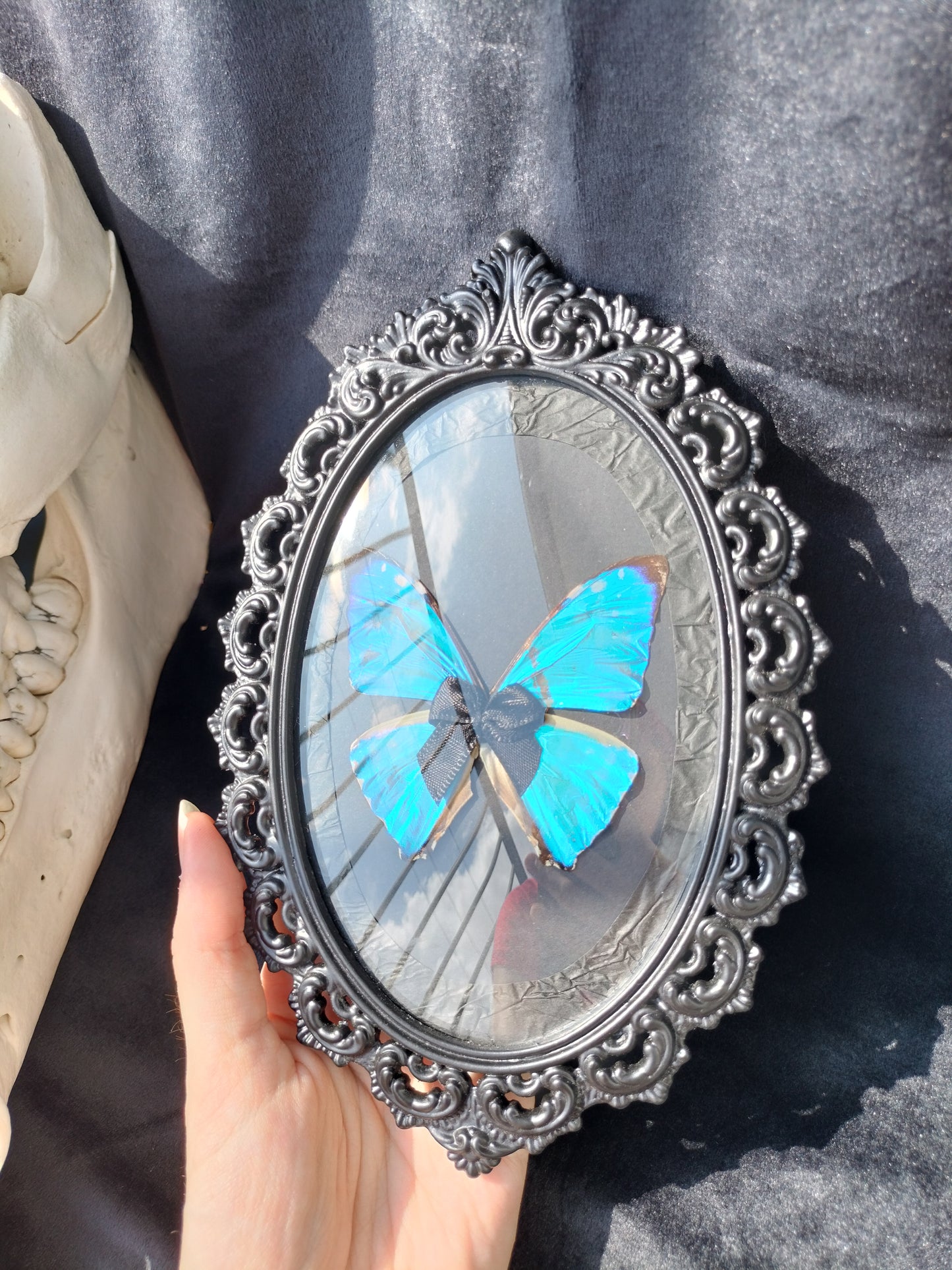 Morpho Zephyritis