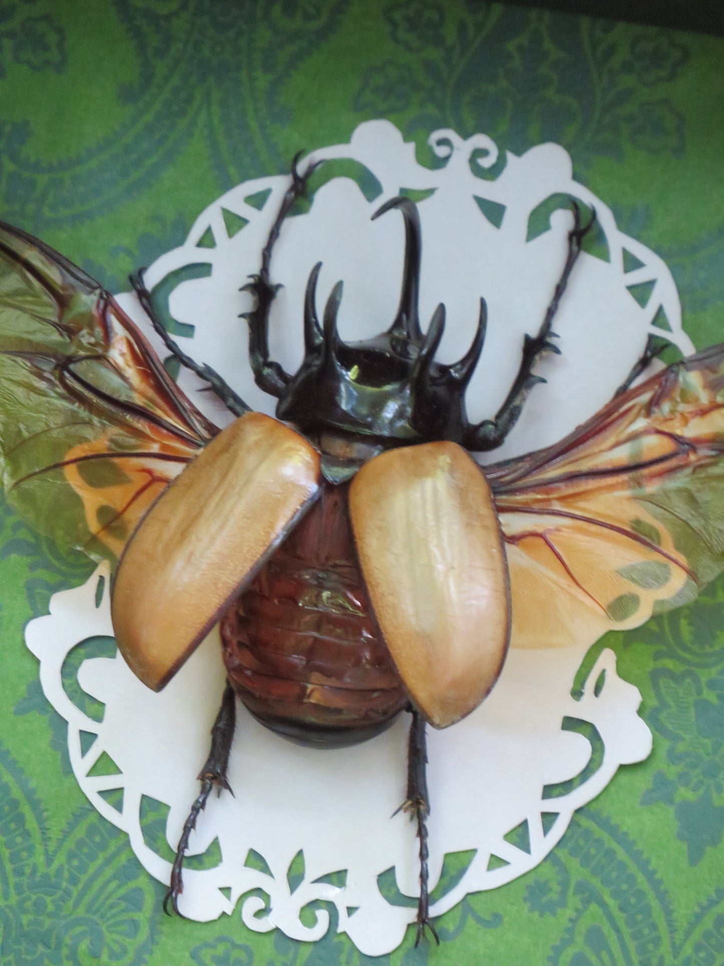 Eupatorus gracilicornis