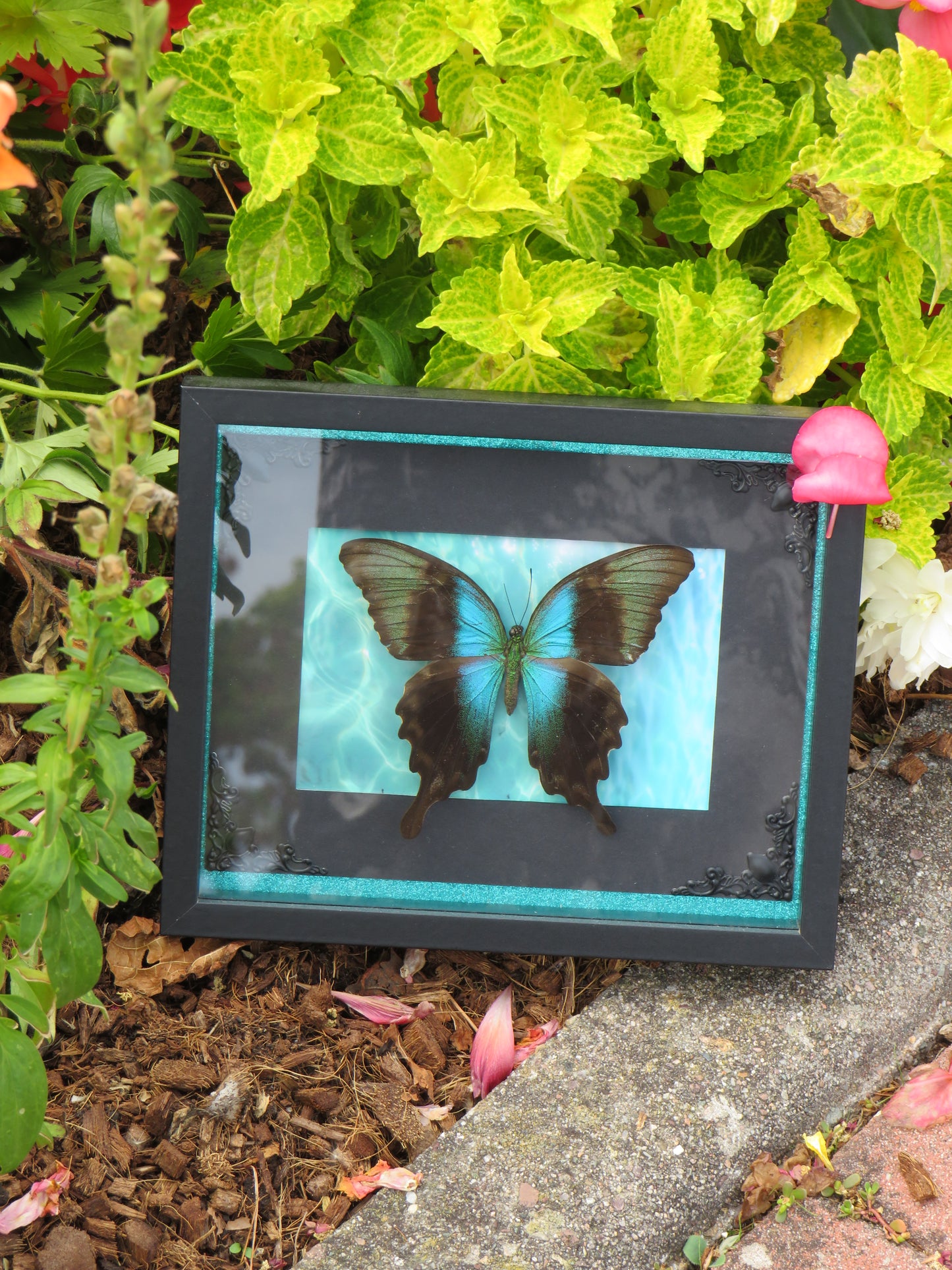 Véritable papillon palinurus