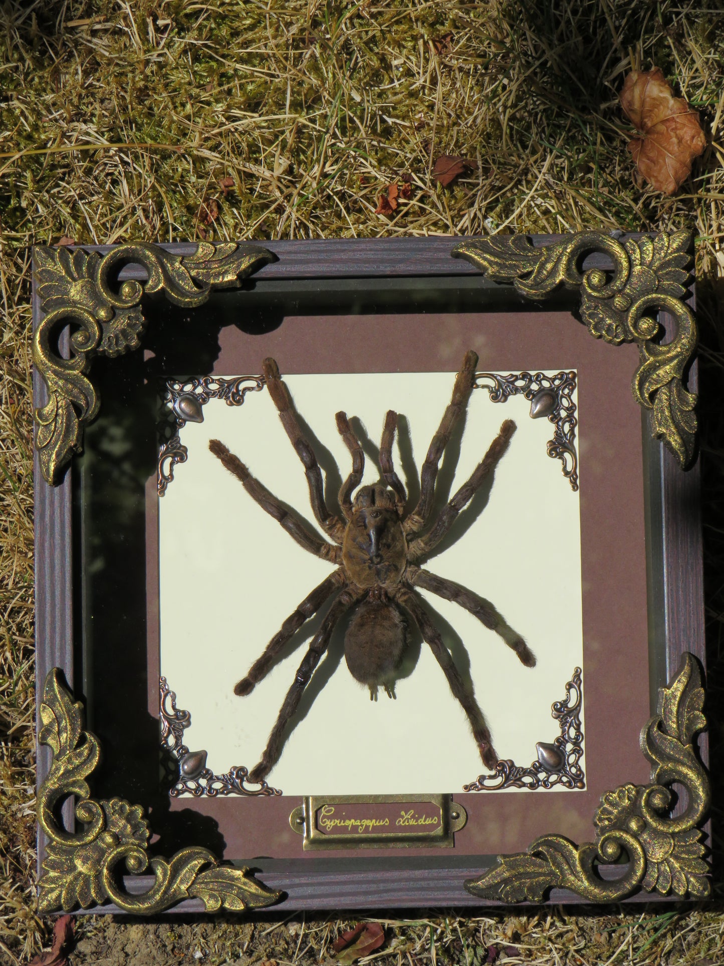 Mygale cyriopagopus lividus