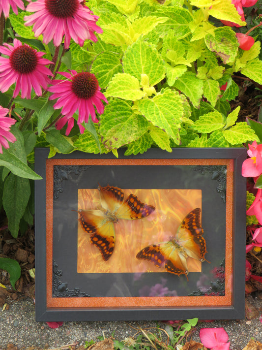 Papilions Charaxes candiope