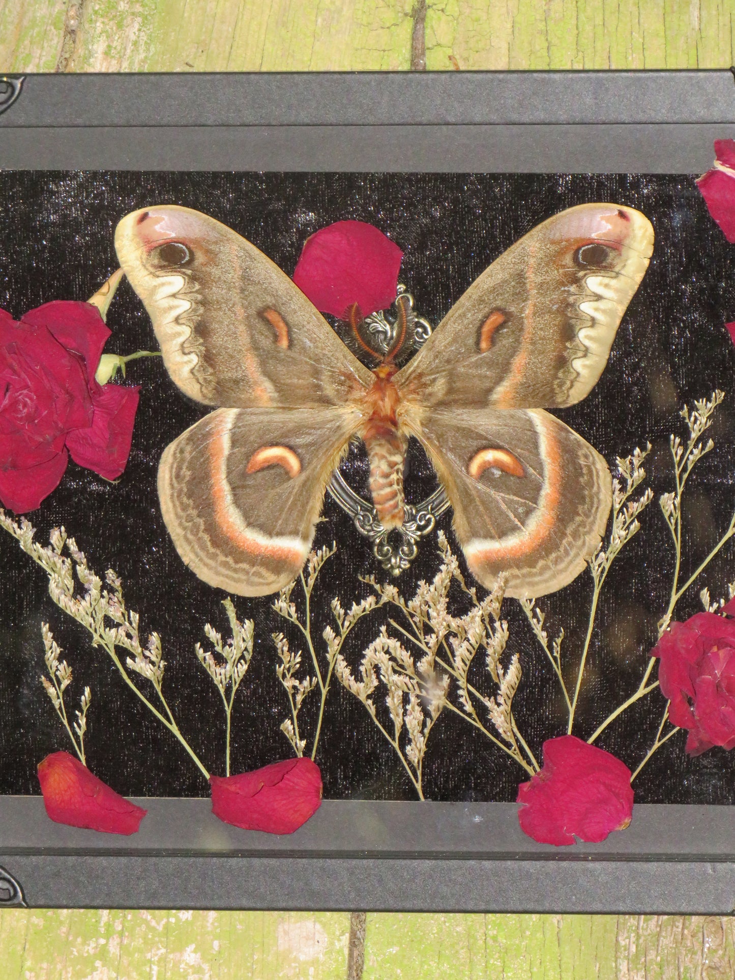 Cecropia - mort naturelle
