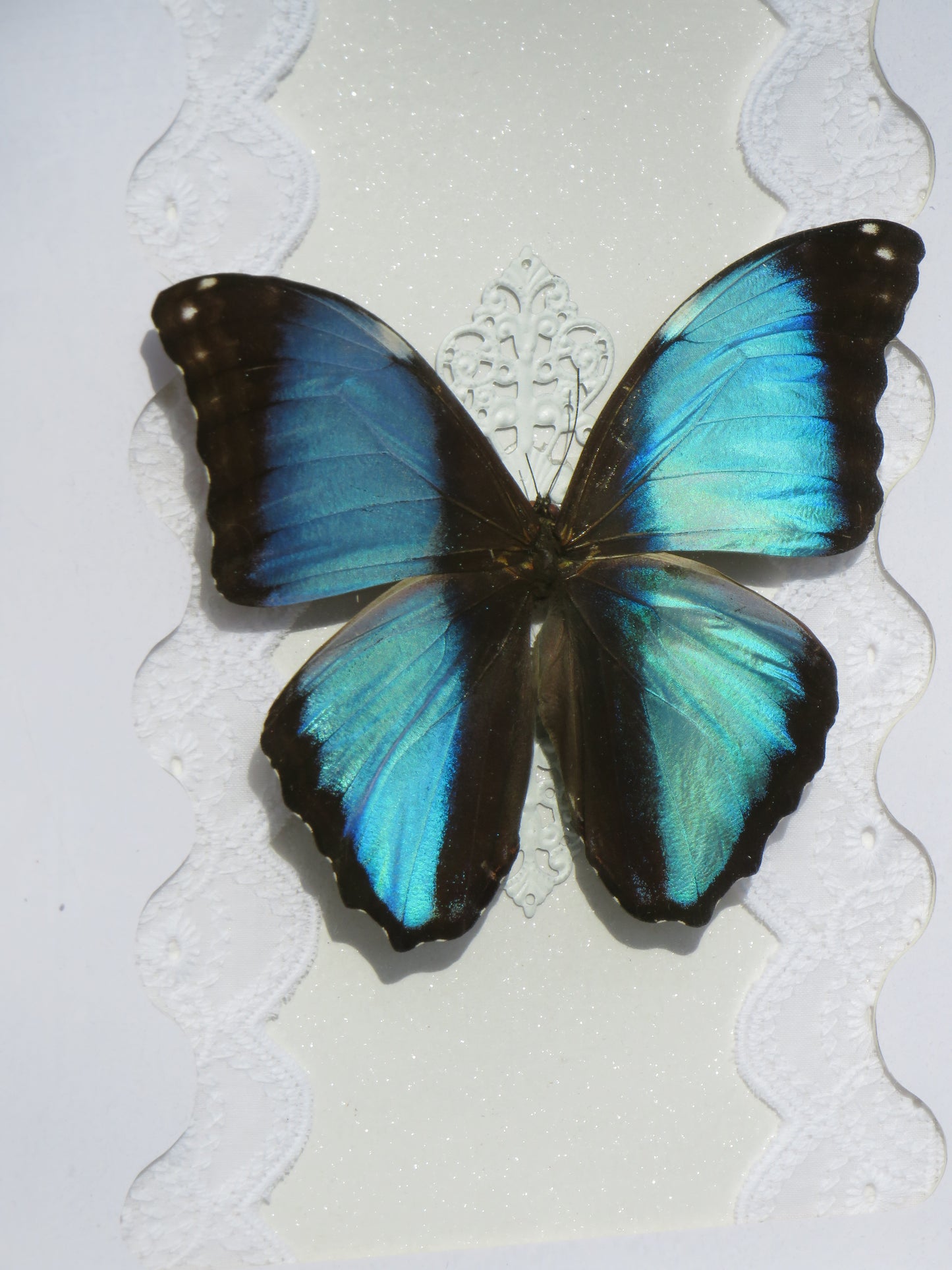 Morpho deidamia